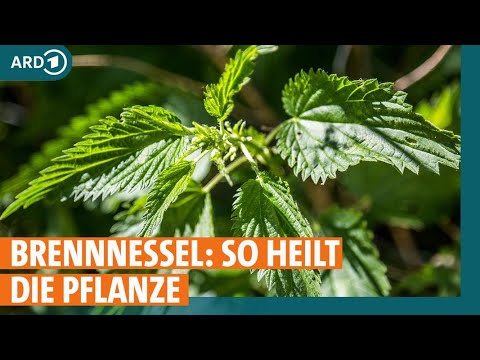 Video: Wann werden Brennnesseln gesammelt und wie werden sie richtig gelagert?