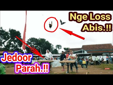 Top 10 Aksi Losdor Merpati Kolong meja || merpati los dor.!!