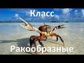 10.2 Класс Ракообразные (7 класс) - биология, подготовка к ЕГЭ и ОГЭ 2018