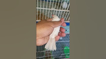 Opal Java 😍 Spilt Fawn