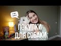 Самые полезные и стильные покупки для собаки