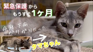 緊急保護から約1ヶ月、ガリガリの疥癬子猫だったタマちゃんの変化。[保護猫][沖縄][里親募集中]