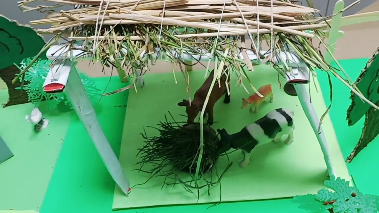 domestic-animals-project-youtube