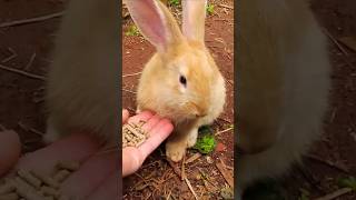 Coelinho fofinho comendo ração #cute #rabbit #animals #shorts