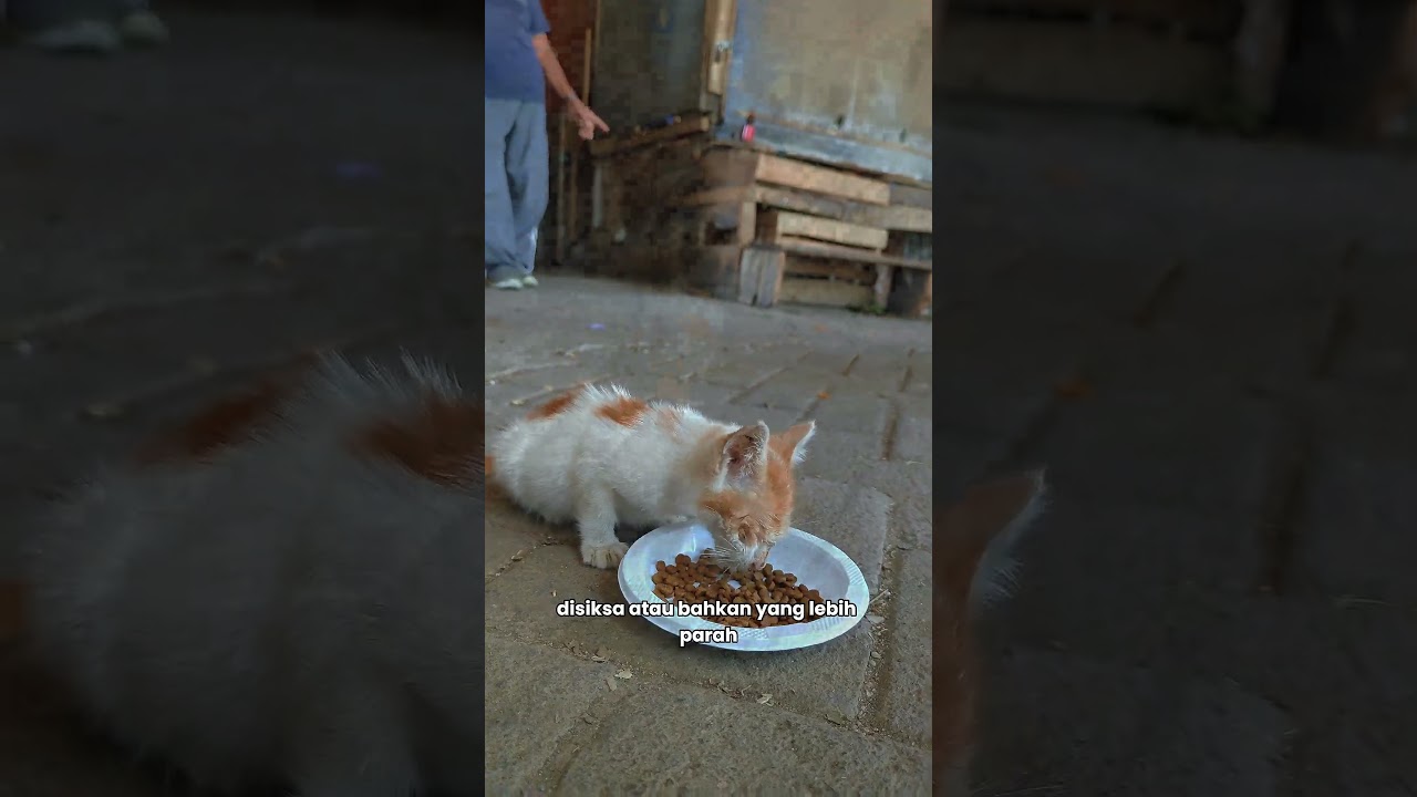 belajar dari kucing liar