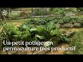 Permaculture au potager : 115 kg de légumes sur 50 m2 dans un jardin familial