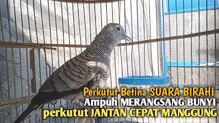 perkutut betina memanggil jantan SUARA BIRAHI MEMIKAT Ampuh jadikan perkutut lokal gacor seketika