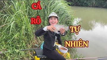 Câu cá rô hồ hồ chứa nước tưới cà phơ …
