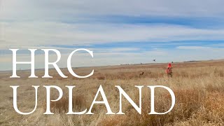Apollo | HRC Upland Hunt Test | Third Pass