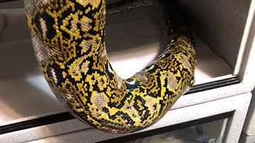 HET Anthrax "Granite Back" "GB" Reticulated Python