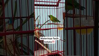 Download Lagu Cucak ranting lokal jawa materi‼️ #cucakrantinggacor #cucakrantinglokaljawa MP3