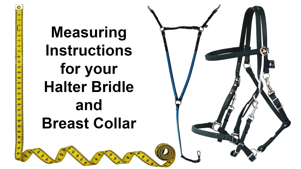 Halter Bridle and Breast Collar Measuring Instructions YouTube