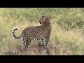 Major Surprise to see Xidulu Male Leopard Move into the Southern Areas Ep 56