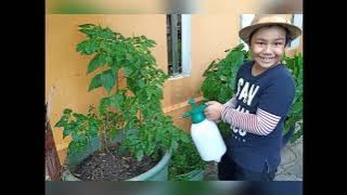 Hobi Amsyar Harraz (2 Hamzah)