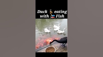 Duck 🦆 eating with fish | shorts | #shorts