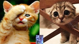 cute animals 79 | tiktok mashup | cute animals 79 compilation