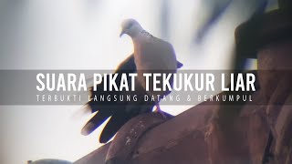 100% TERBUKTI DATANG  - SUARA MASTER TEKUKUR LIAR PAGI HARI