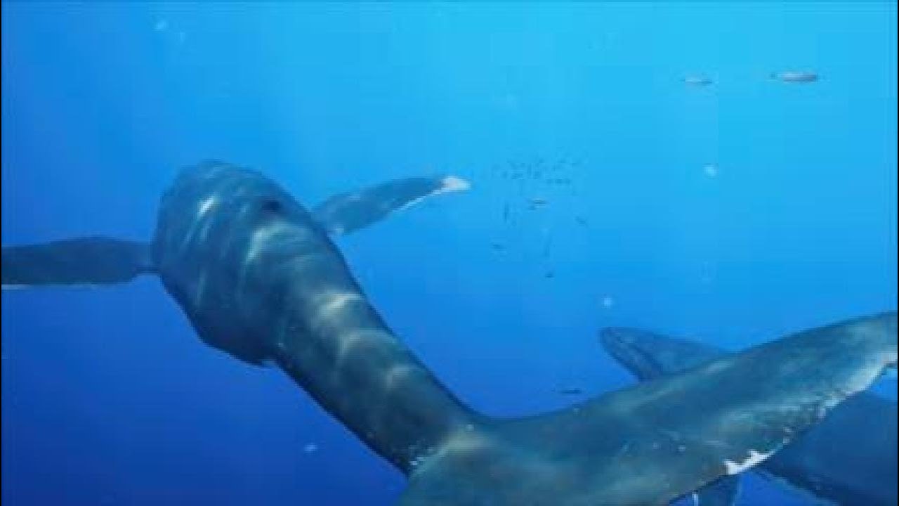 PS5 PSVR 2 - Subside whale & shark encounter
