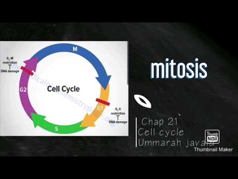 Mitosis and it&rsquo;s stages