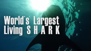 TIBURON MAS GRANDE DEL MUNDO. Largest one. Biggest SHARK.