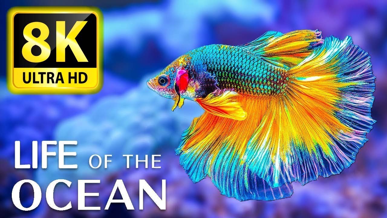 Life of the Ocean 8K ULTRA HD - 500 species of sea creatures with relaxing music and ocean sounds
