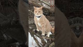 Snowy Creek Adventure With My Cats | German Shepherd Winter Woods Exploration