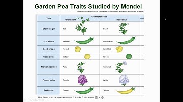 Bio 101 Chapter 11 Patterns of Inheritance