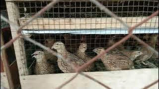 PETERNAKAN BURUNG PUYUH CIREBON JAMLANG