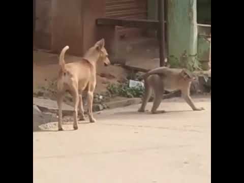 Un chien croise un singe