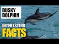 What Are the Most Interesting Facts About Dusky Dolphin ?  | Interesting Facts | The Beast World