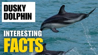 What Are the Most Interesting Facts About Dusky Dolphin ?  | Interesting Facts | The Beast World