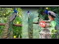 Ringtone Latest Peacock Ringtone 2021 आय द ख म र क न च Ringtone Latest Peacock Ringtone 2021 आय द ख म र क न च