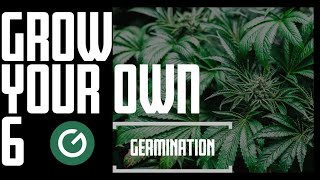 Germination