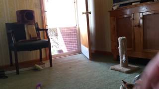 Kitty cat play time by Becky Johnson - tinytowncatlady 20 views 7 years ago 2 minutes, 27 seconds