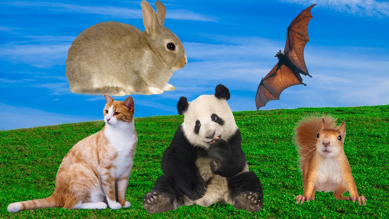 The Sleepiest Bats, Cats, Pandas, Squirrels, and Rabbits on Earth - YouTube