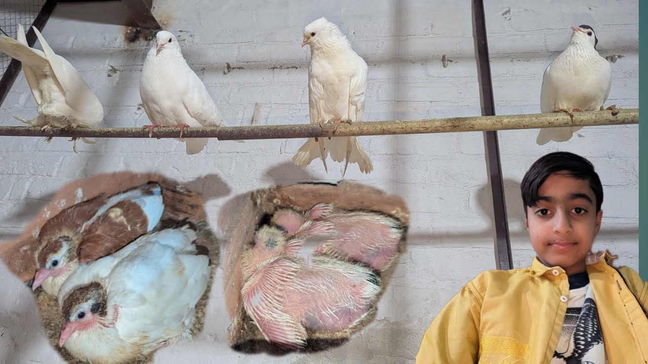 Kabutar sale kar aya🐦🐦