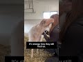 Animals are so forgiving. 🥺