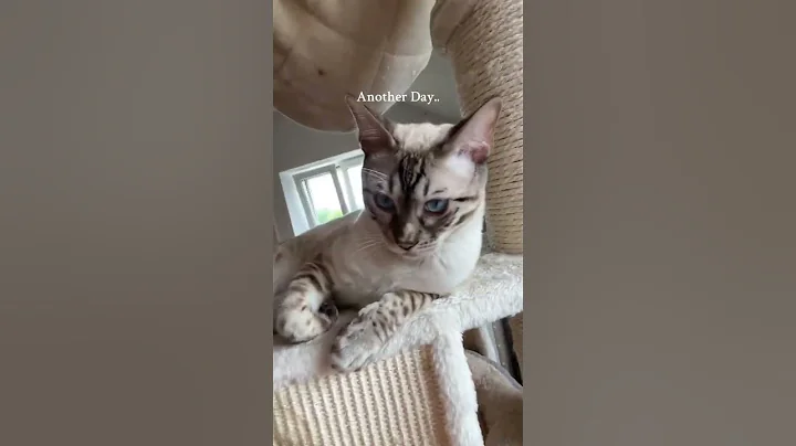 Watch the video about With my bestie Snow🥹 #snow #bengal #bengalkitten #snowlynxbengal #bengalsnowlynx