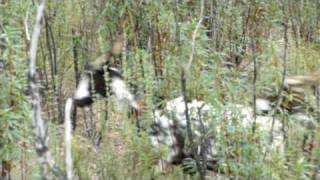 CM PR7-Caminhos da cabra algarvia