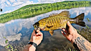 High Water Levels Have Them Positioned Perfectly For Bank Anglers! (Susquehanna Bronzeback Beauties)