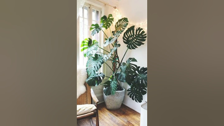 DECORAÇÃO COM PLANTAS NA SALA #plantasdentrodecasa #youtube #shortsvideo #decoração