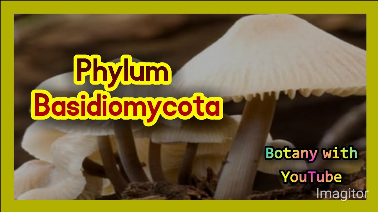 Phylum Basidiomycota