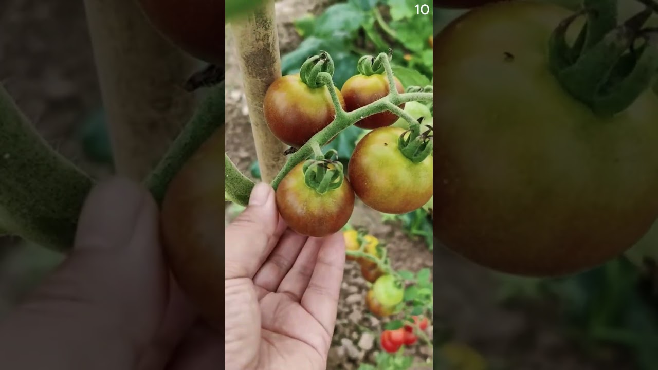 Memuaskan! cara memetik tomat di kebun dengan teknik sederhana 