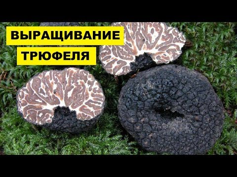 Выращивание Трюфелей в домашних условиях как бизнес