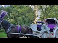 Horse carriage ride in central park manhattan