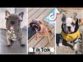 Frenchies Compilation ~ Cutest and Funniest French Bulldogs on TikTok 🥰
