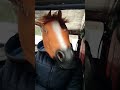 😎Копейка раздает ветерка😁 #shorts #loud #автозвук