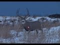 Giant Mule deer  bow hunt ARROW AFFLICTION