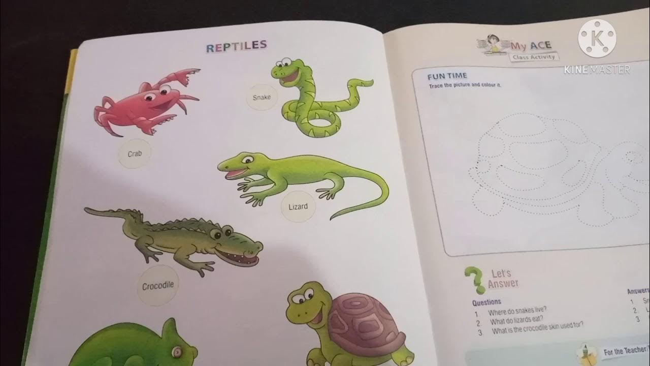 Reptiles & Questions YouTube