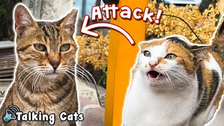 Cute Cat Suddenly Attacks Another Cat After Takes His Food! #talkingcat